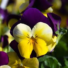 4.75" VIOLA YELLOW JUMP UP