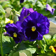 4.75" PANSY BLUE W/BLOTCH