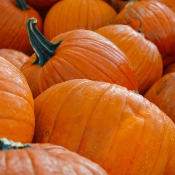 LARGE PUMKIN BIN 
