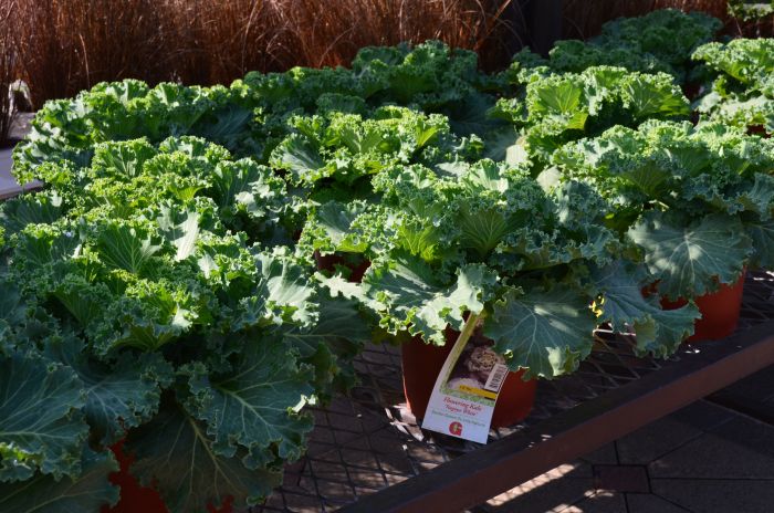 7.5" KALE NAGOYA WHITE