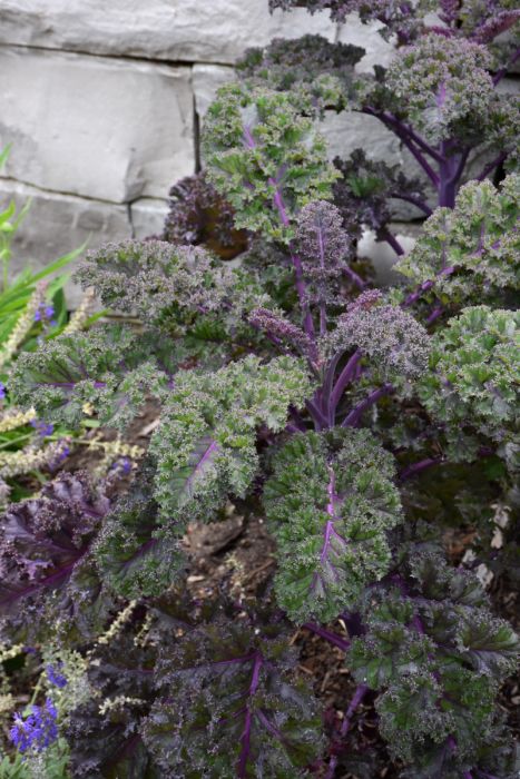 7.5" KALE REDBOR