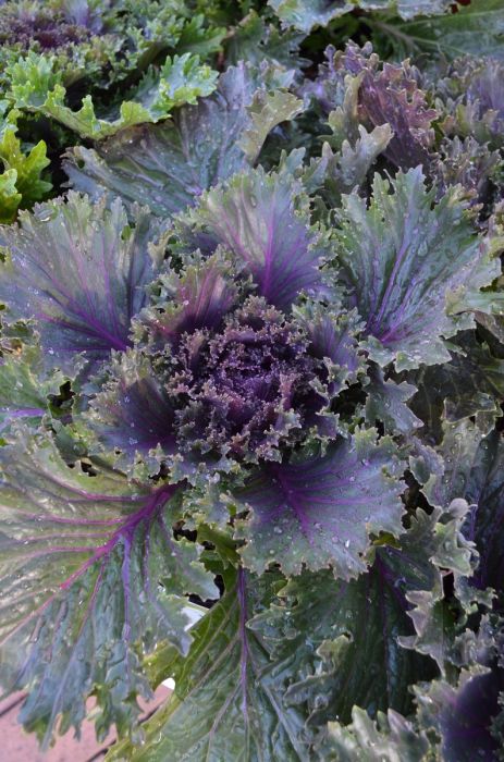 7.5" KALE GLAMOUR RED