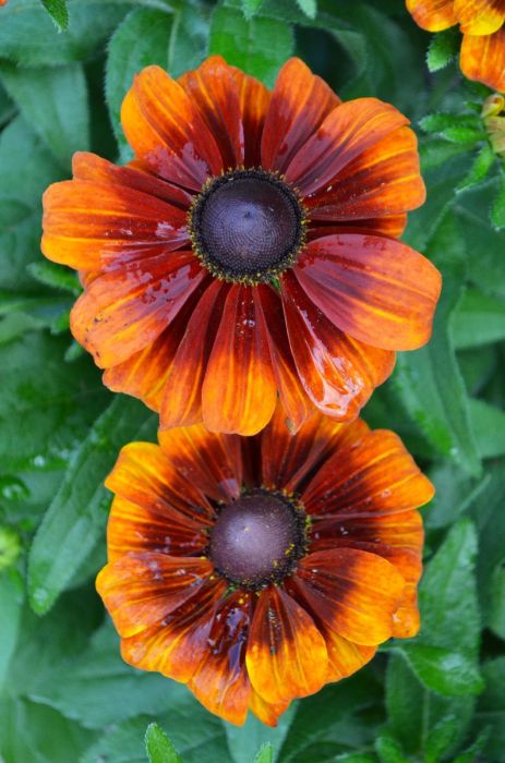 7.5" RUDBECKIA SMILEYZ GLOWING