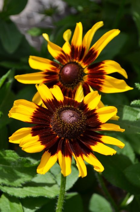 7.5" RUDBECKIA DENVER DAISY