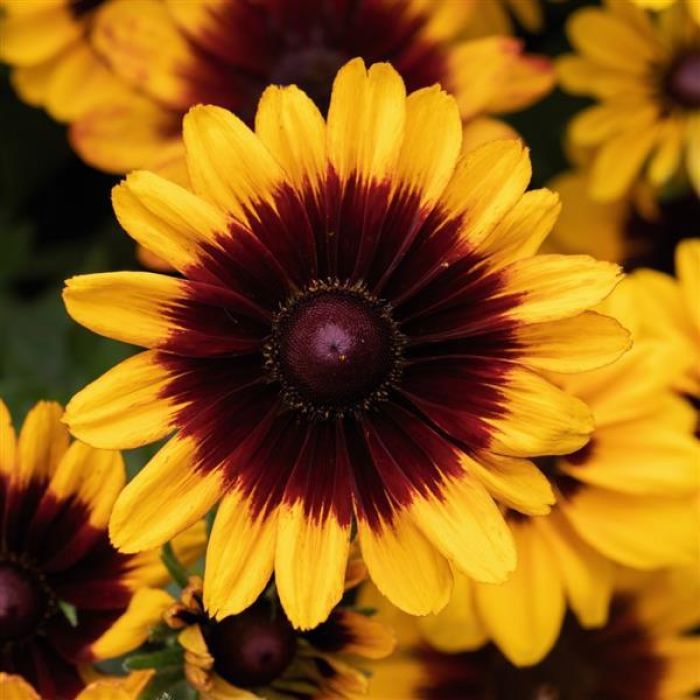 7.5" RUDBECKIA PAWNEE SPIRIT