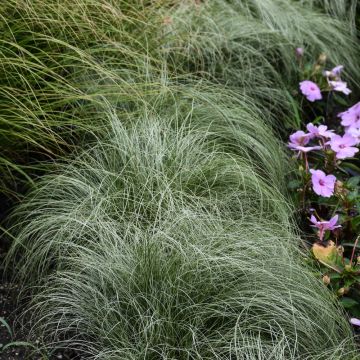 4.75" GRASS CAREX AMAZON MIST