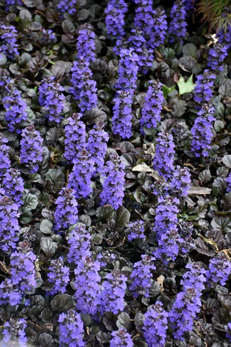 4.75" AJUGA BLACK SCALLOP
