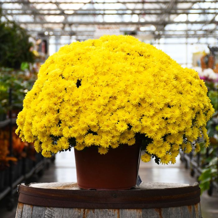 9" MUM IGLOO BRILLIANT-YELLOW