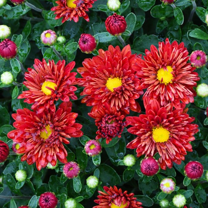 9" MUM IGLOO FIREDANCE-RED DAISY