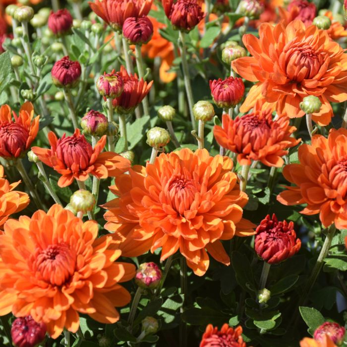 9" MUM IGLOO SPICE ORANGE/BRNZ