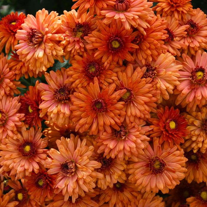 9" MUM IGLOO WARM ORANGE