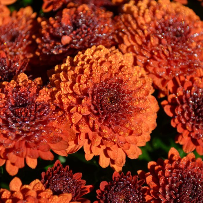 6.5" MUM ORANGE/BRONZE