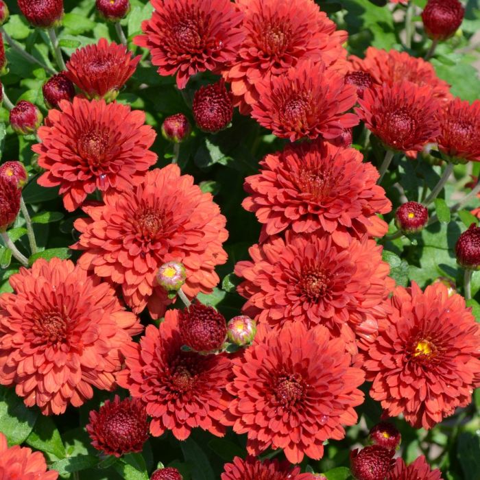 6.5" MUM RED
