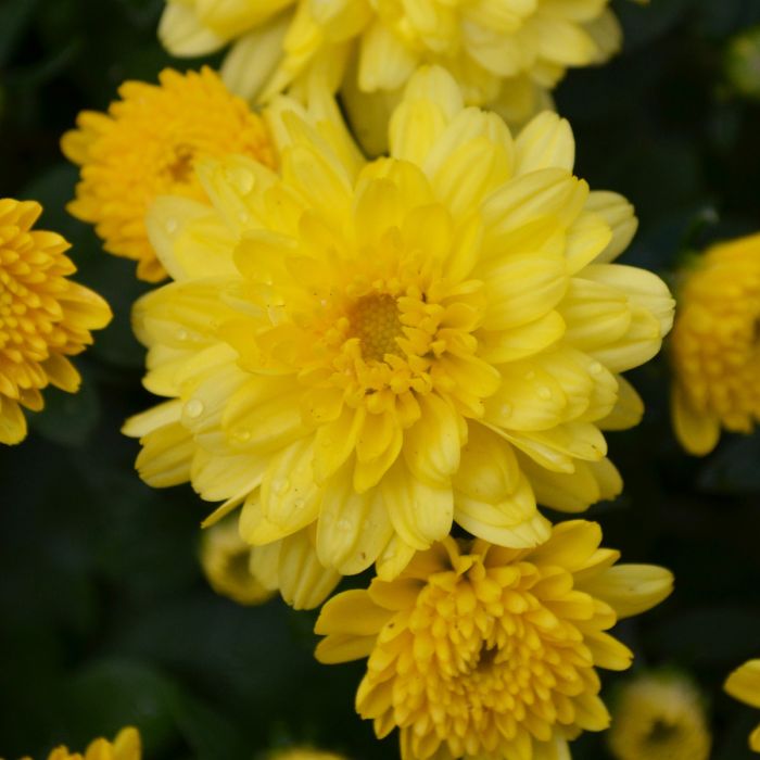 6.5" MUM YELLOW