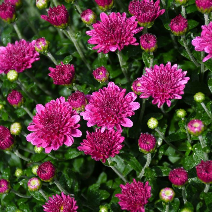 9" MUM IGLOO ICE PINK-PINK