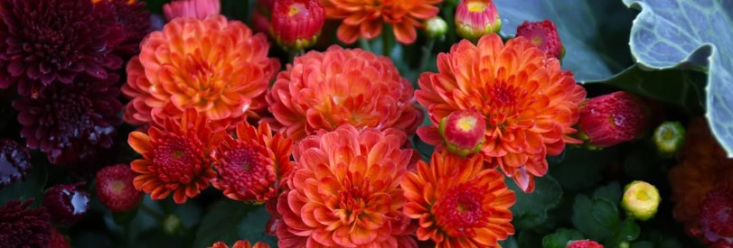 Fall Hardy Mums & Novelty