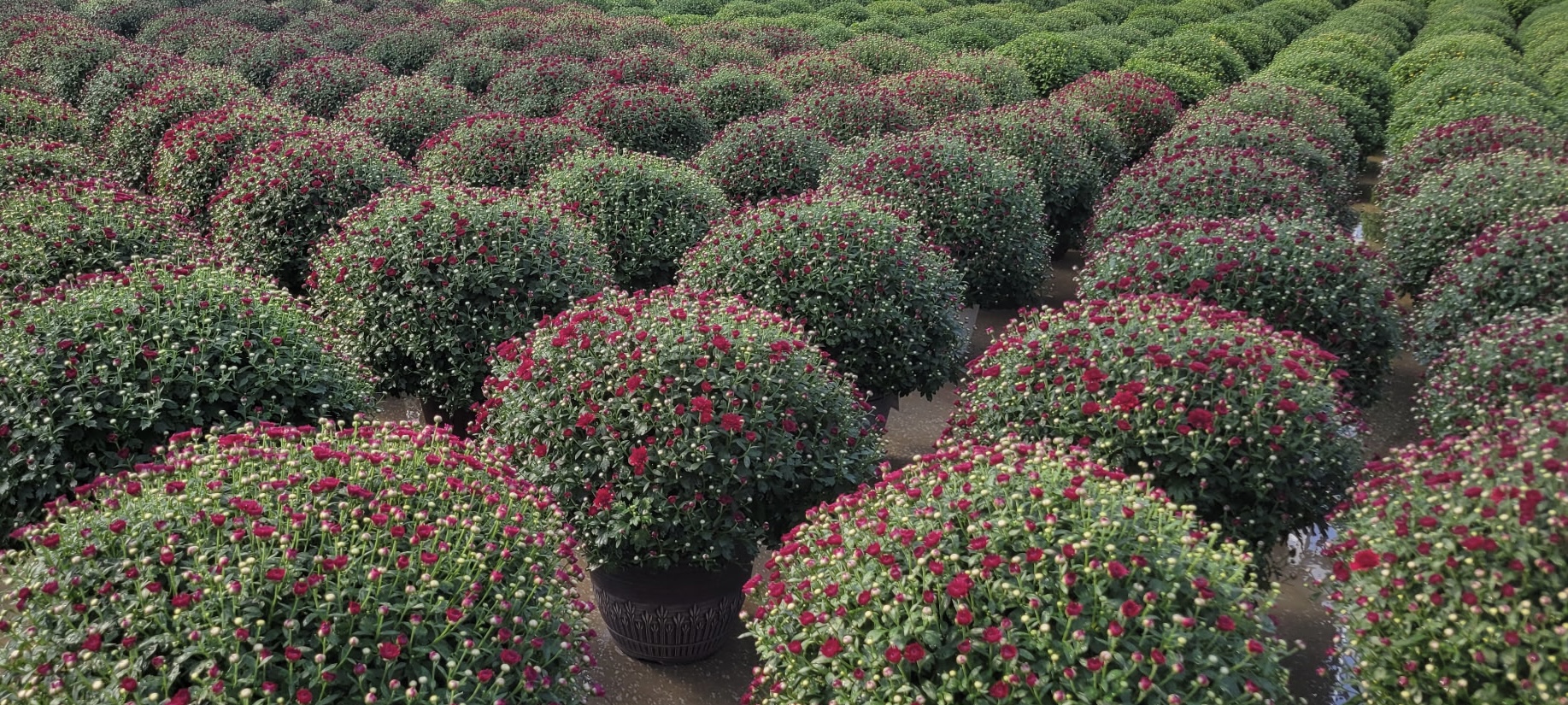 Fall Mums