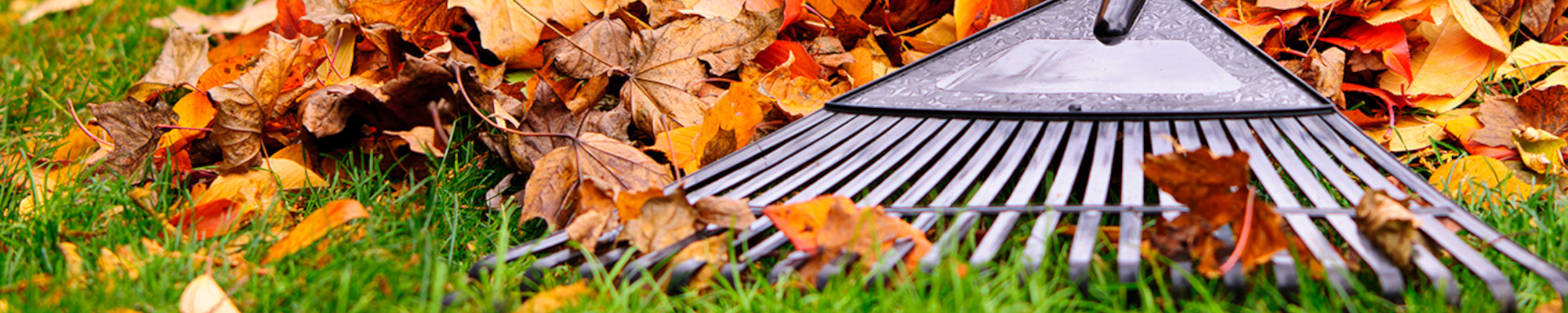 Winter Protection & Fall Cleanup