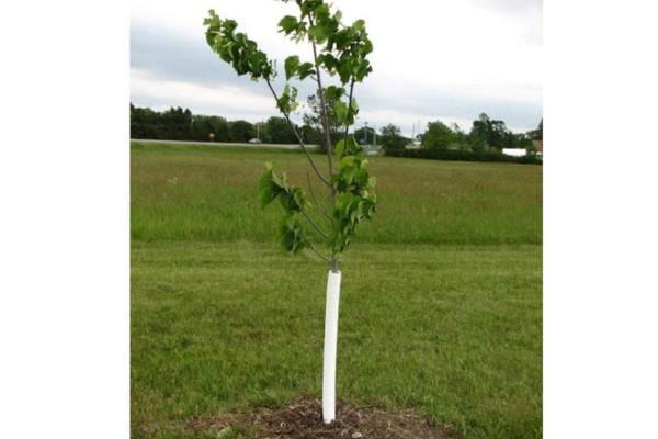 4\" X 36\" TREE PROTECTOR