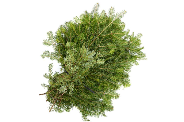 BALSAM BOUGHS BULK PER LB