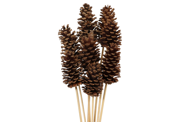 PINE CONE STAKE NATURAL