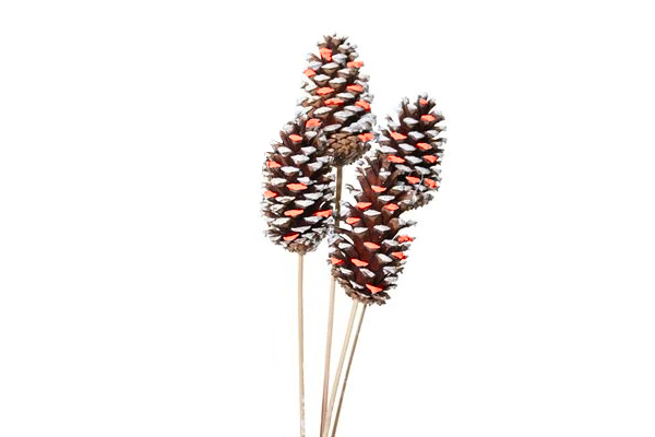 PINE CONE STAKE RED WHITE TIP