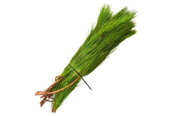 RED PINE BOUGH - PER POUND