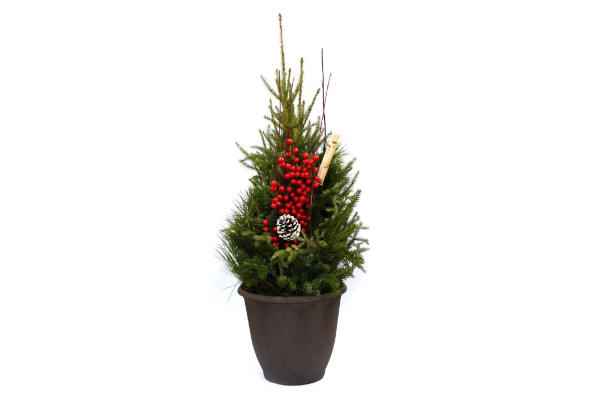 SPRUCE TIP POT - DOOR STEP SIGNATURE VALUE