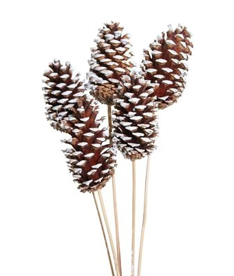 PINE CONE STAKE WHITE TIPPED