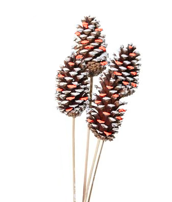 PINE CONE STAKE RED WHITE TIP