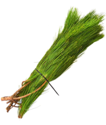 RED PINE BOUGH - PER POUND