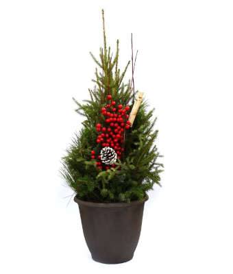 SPRUCE TIP POT - DOOR STEP SIGNATURE VALUE