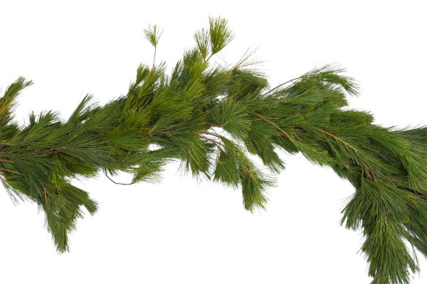 GARLAND - RED PINE 25�