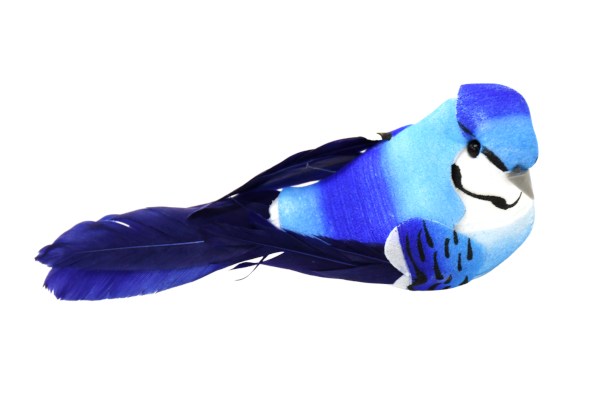 BLUE JAY LARGE