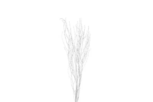 BIRCH BRANCH 36-48" PAINTED WHITE