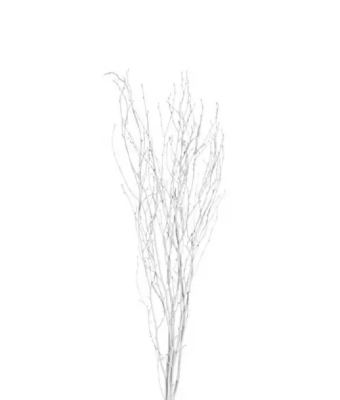 BIRCH BRANCH 36-48" PAINTED WHITE