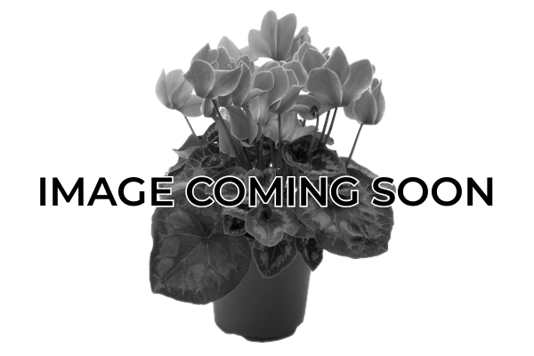 6.5" CYCLAMEN RED