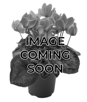 6.5" CYCLAMEN WHITE