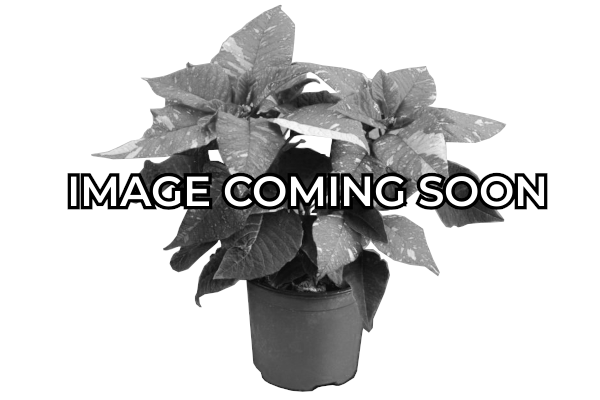 4.75" POINSETTIA RED GLITTER