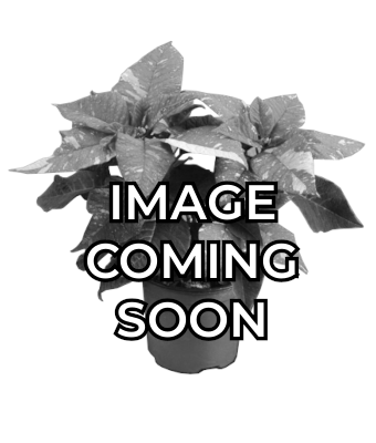 8" POINSETTIA MIX