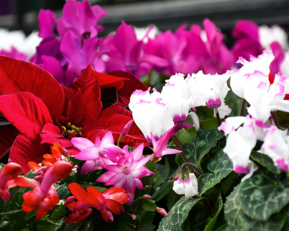 Winter Plants