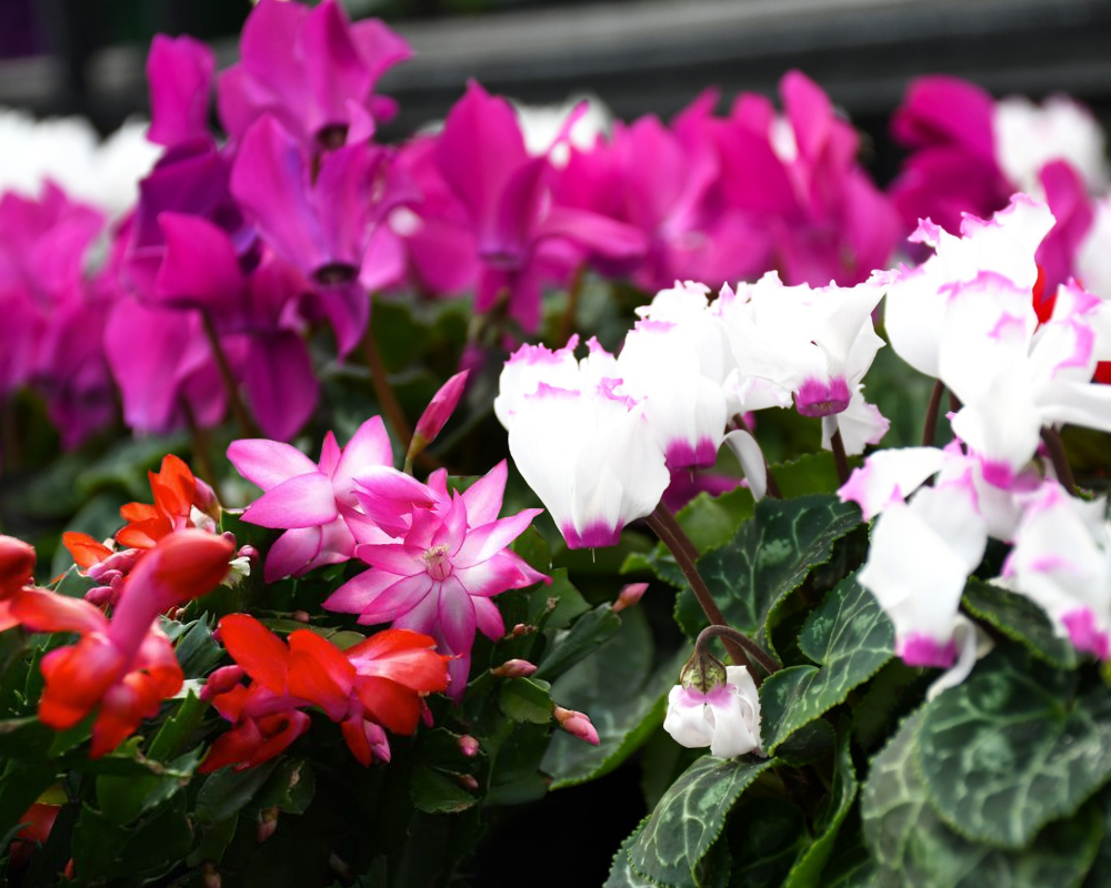 Winter Blooms