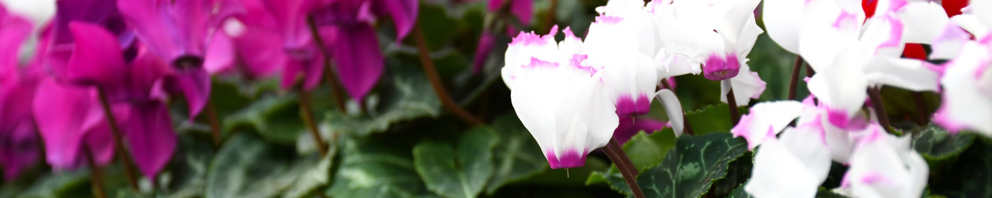 Winter Blooms