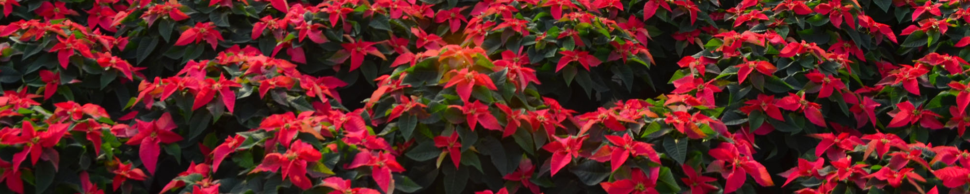 6.5� Poinsettias