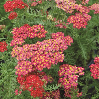 ACHILL MIL PAPRIKA #1 YARROW