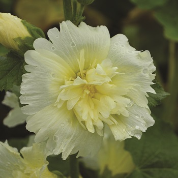 ALCEA ROS SPRING CELEB LEMON #1