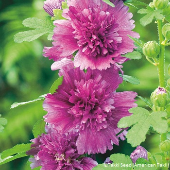 ALCEA ROS SPRING CELEB PURPLE #1