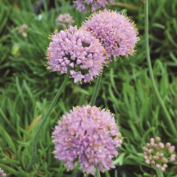 ALLIUM SEN GLAUCUM #1