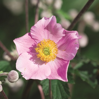 ANEMONE HUP PINK SAUCERS #1