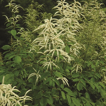 ARUNCUS DIO GOATS BEARD #1